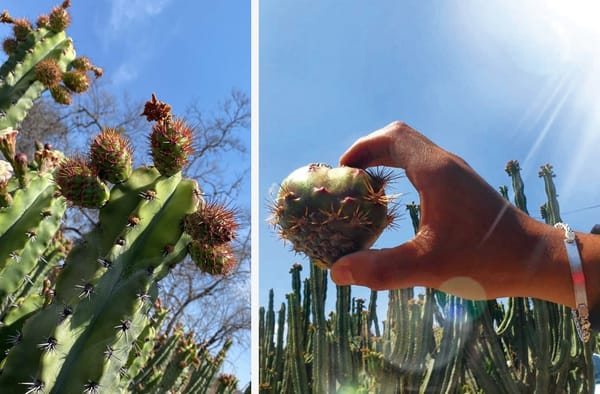 El mercado de la añoranza: Migrantes impulsan el consumo en EUA